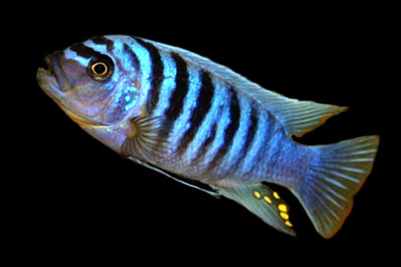  Зебра полосата (Psevdotrofeus-zebra)